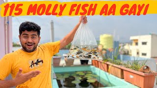 New molly fish added 😃100 plus molly fish le aaya me #petsvlog