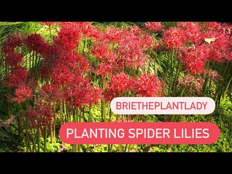 Planting spider lilies