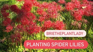 Planting spider lilies
