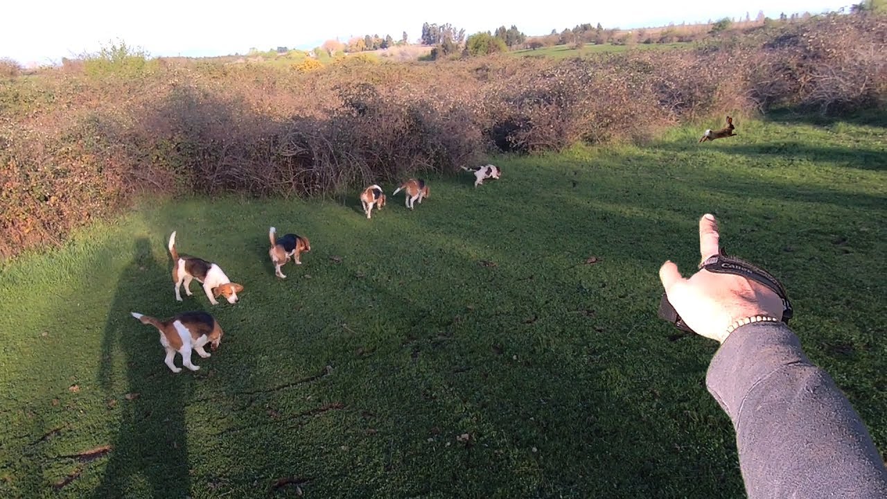 Caza De Conejos Con Perros Beagles Septima Region Chile Youtube