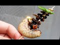 春の昆虫串作って食べてみた