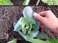 Когда подкармливать капусту /Тонкости выращивания капусты в открытом грунте