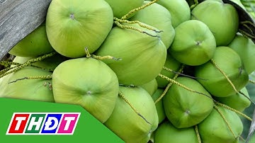 Dừa tươi chính thức xuất khẩu sang Trung Quốc | THDT