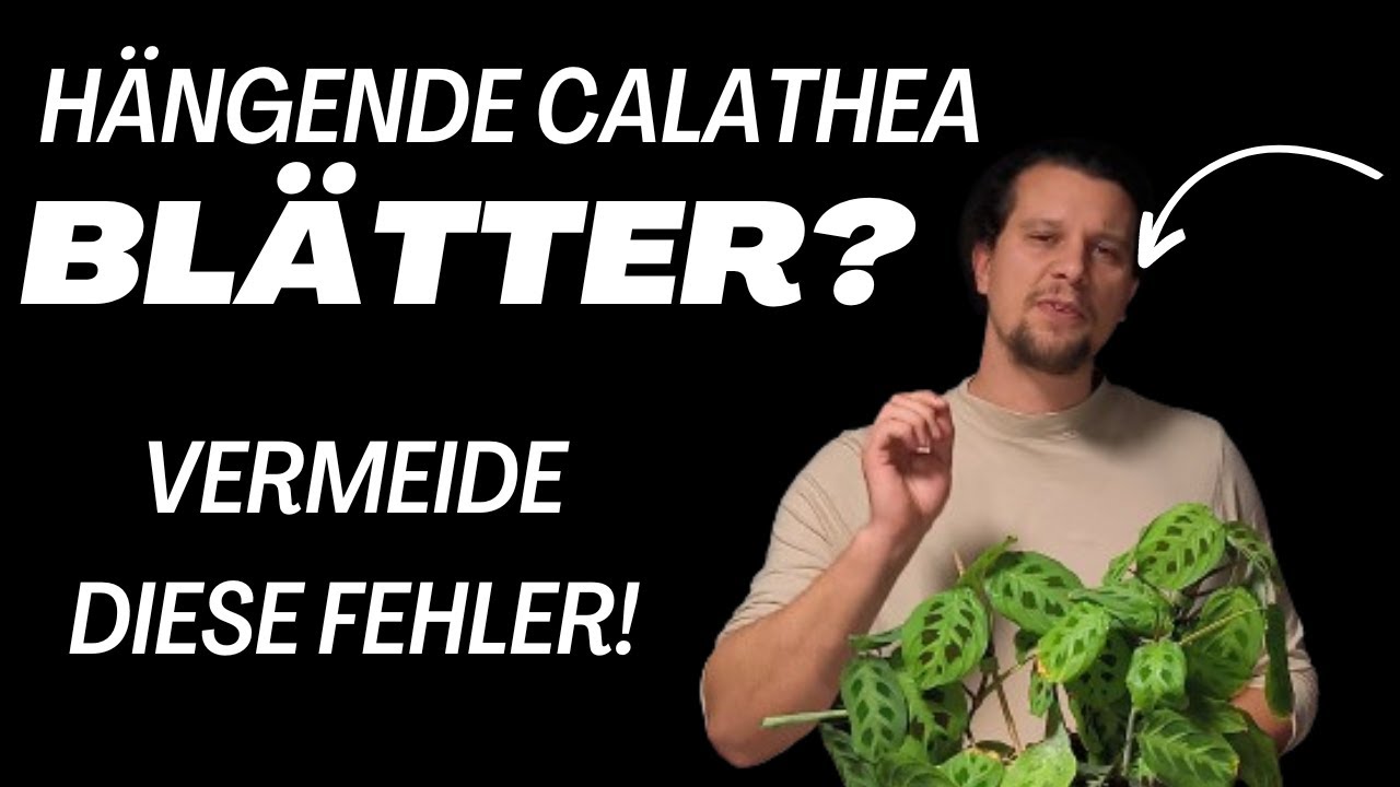 Calathea Bltter hngen - Finde heraus, was wirklich dahinter steckt!