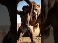 Life 4 7 Million Years Ago | How did prehistoric humans survive to sustain life