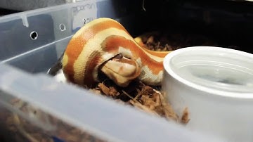 Feeding Blood Pythons!