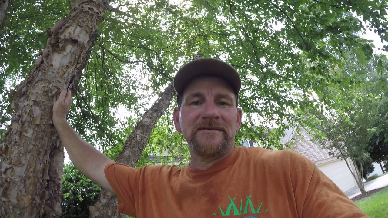 Brown patch fungus in tall fescue YouTube