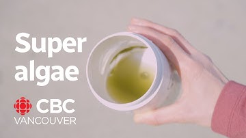 The promise of phytoplankton