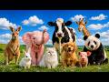 30 Cute Animal Sounds for Kids 🐱🐮 | Learn Animal Names and Sounds Monkey , Cat , cow #animalsforkids