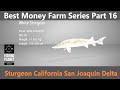 Fishing planet best money farm series part 16 sturgeon california san joaquin delta