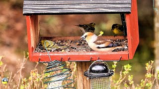 A Hawfinch and Eurasian siskins on the feeder🦜🦜🦜🪽🪶