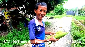 Mướp hương 0 đồng 60kg cho xóm nghèo trong Núi Nhỏ & xóm Trò Pang Trao, An Tức, Tri Tôn, AG 24/09/24