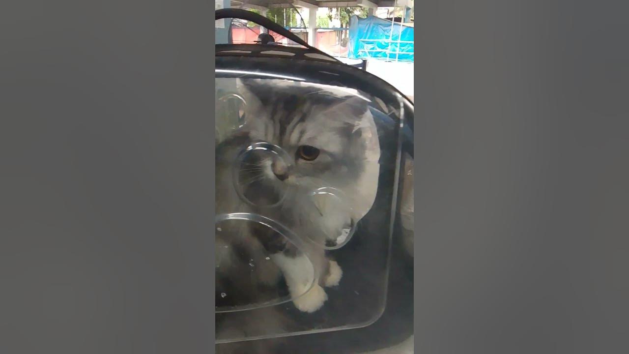 FYIall pets are allowed in phillpine National Railways, But size 2