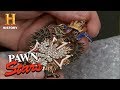 Pawn Stars: White Eagle Medallion | History