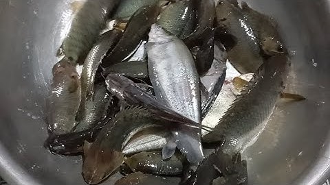 CÂU CÁ RÔ ĐỒNG Ở MỘC HOÁ MAREN / CÁ RÔ -CÁ THÁC LÁC QUÁ PHÊ