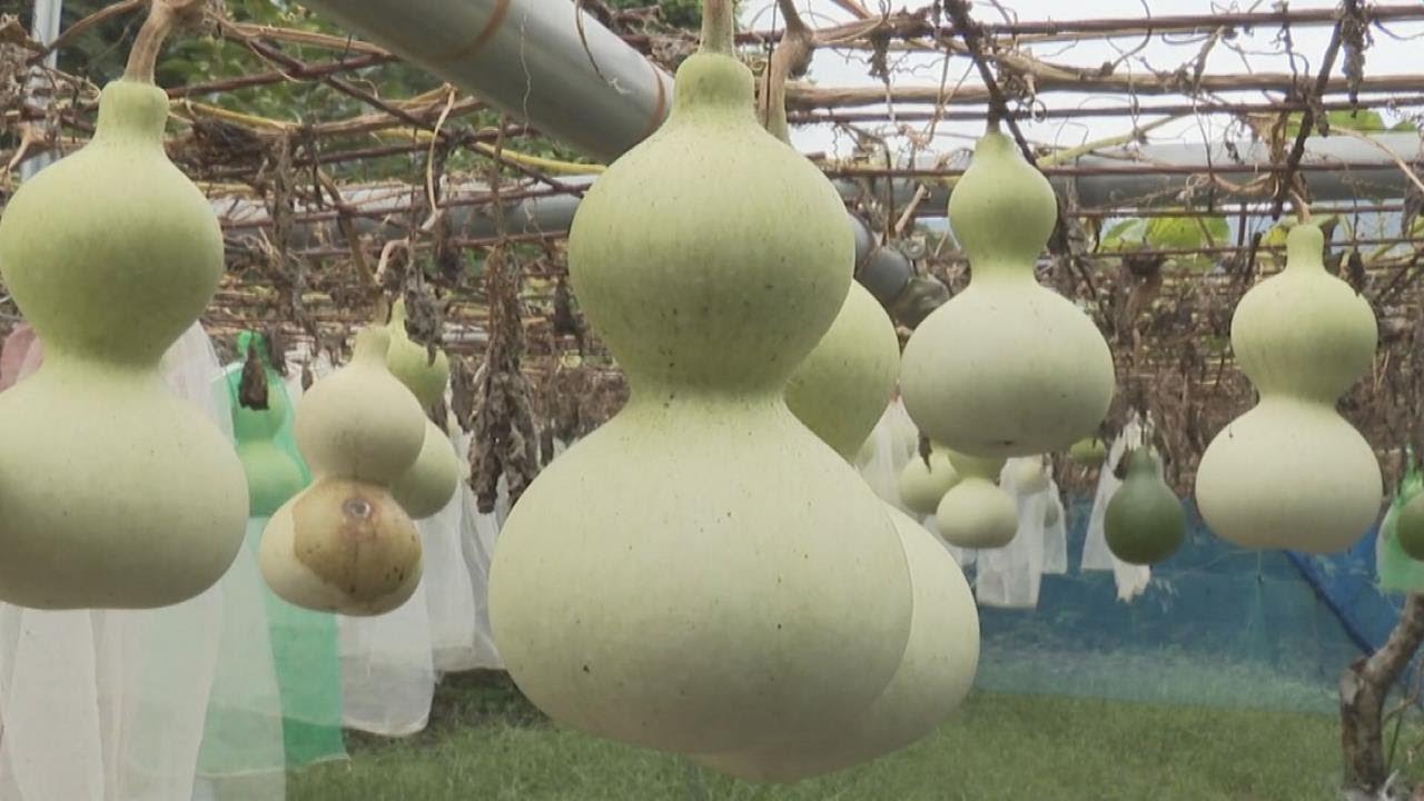 特大で長いひょうたん 特大で長いひょうたん