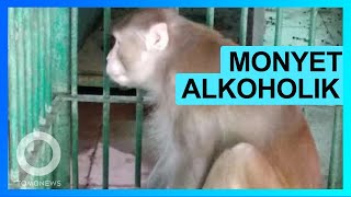 Monyet Alkoholik Dipenjara Seumur Hidup Setelah Serang 250 Orang - TomoNews