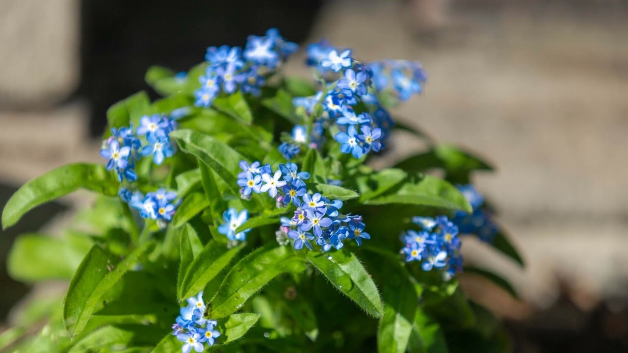 How to plant, grow and care for the Forget-me-not flower - YouTube