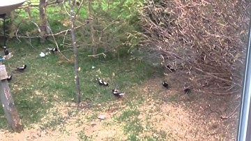 BOBOLINK / GOGLUS DES PRÉS at bird feeders