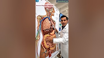 Doctor Explains the Digestive System | Human Body Visualization
