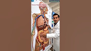 Doctor Explains the Digestive System | Human Body Visualization