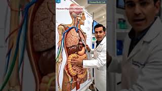 Doctor Explains The Digestive System Human Body Visualization