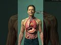 Cherry Khane Se Jism Mein Kia Hota Hai? 🍒 | Medical 3D Animation