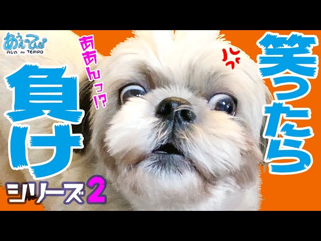 笑ったら負けよ】vol.02 シーズー犬 あうんのてんぽ You laugh, You