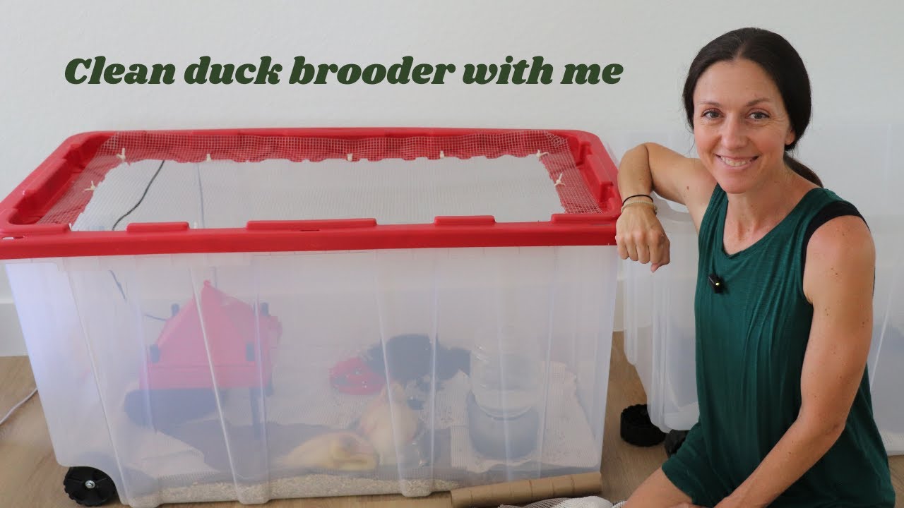 After trial and error what brooder setup works best (see us clean it)  | Life with ducks EP4