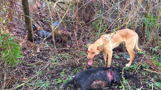 Spring Pig Hunt