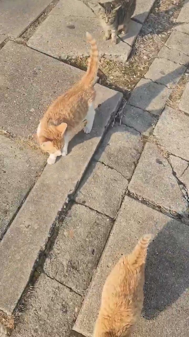 C'est magnifique vidéo chat nature