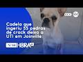 Cadela que ingeriu 55 pedras de crack deixa a UTI em Joinville | Bem-estar | Tá Na Hora SC