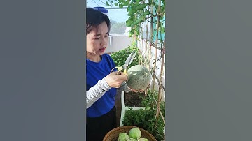 Khúc này vui nè!!#nhatrangsadec #trongrausanthuong #thuytrangsadec