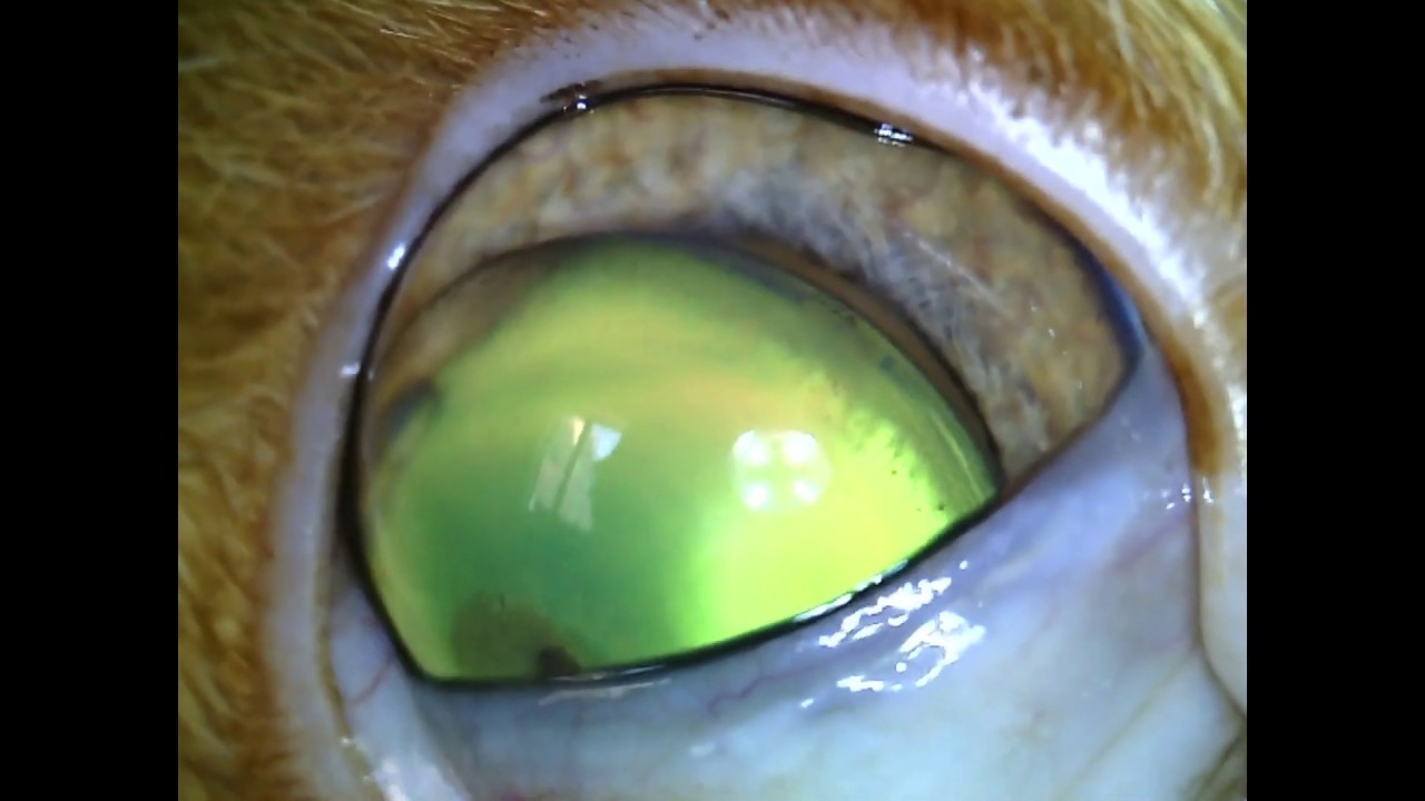 Люксация хрусталика у кота - YouTube