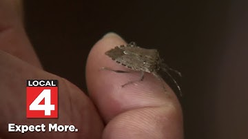 Michigan stink bug invasion: What to do if you find them