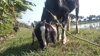 How goats eat grass in the field।। ছাগল কিভাবে মাঠে ঘাস খায় ছাগল goals goateating goatfarming