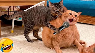 Funniest Animals 😄 New Funny Cats and Dogs Videos 2024 😹🐶 #294 by Pets Viewers 429 views 2 days ago 9 minutes, 11 seconds