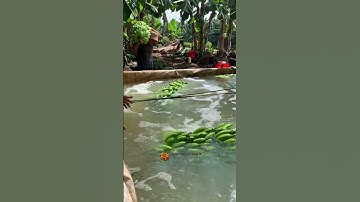 tại sao lại nhúng nước cho chuối #videoviral #tinnong