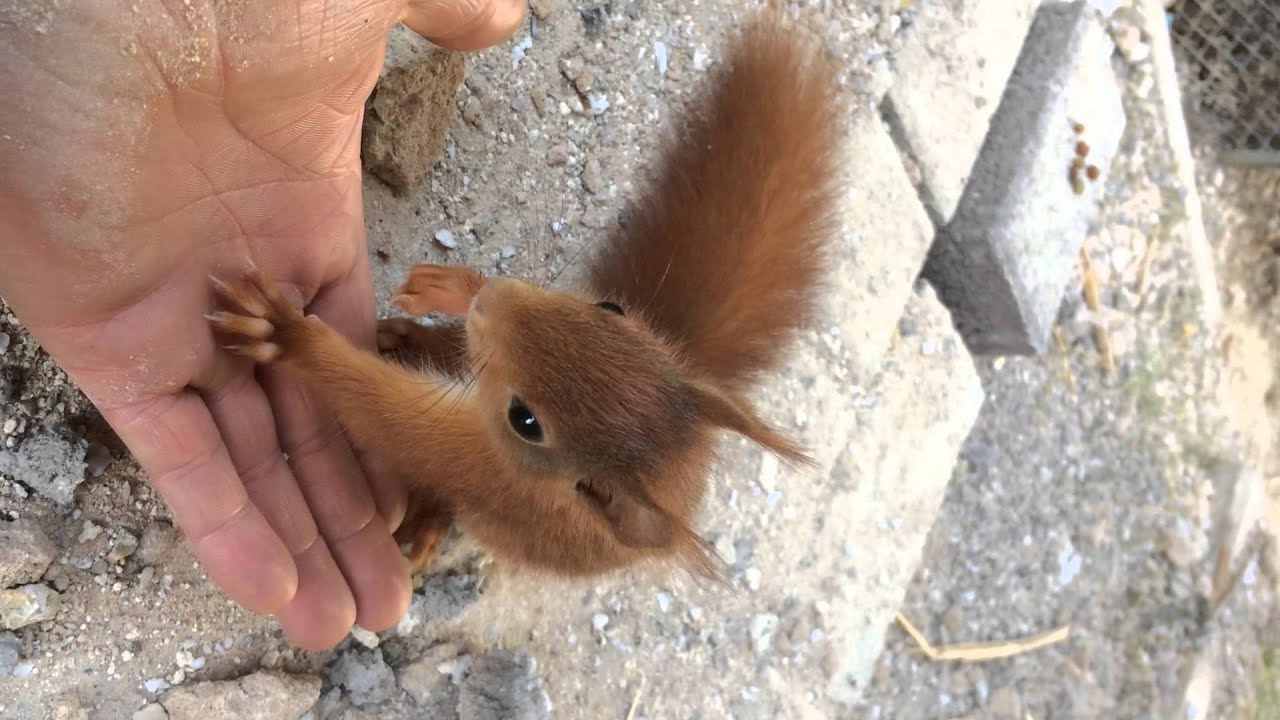 Baby Eichhörnchen Baby - YouTube
