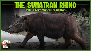 The Sumatran Rhino: The Last Woolly Rhino