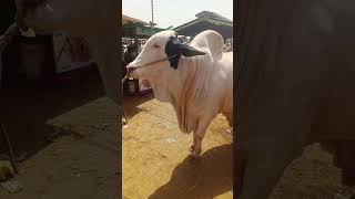 Fouji bacha in multan mandi qurbani 2025