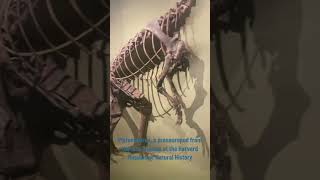 The Prosauropod Plateosaurus