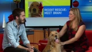 A Reddit tale of a rescue dog s road to recovery