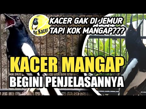 KACER MANGAP? INI PENYEBABNYA | DR KACER