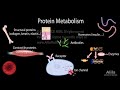 Protein Metabolism Overview, Animation Mp3 Song