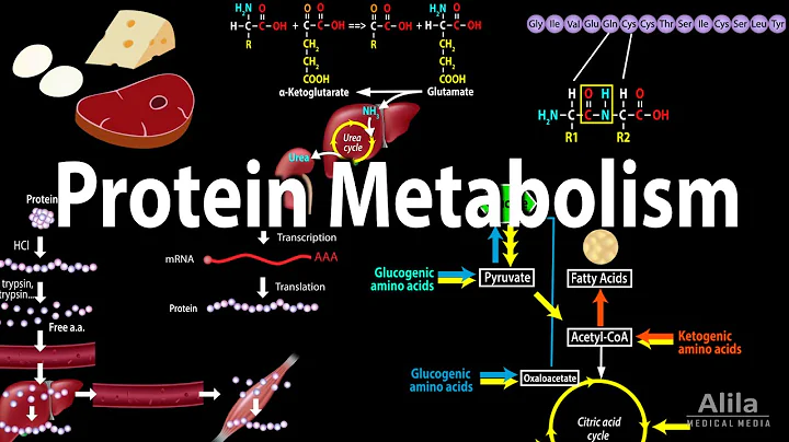 Protein Metabolism Overview, Animation - DayDayNews