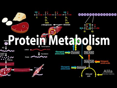بررسی اجمالی متابولیسم پروتئین، انیمیشن