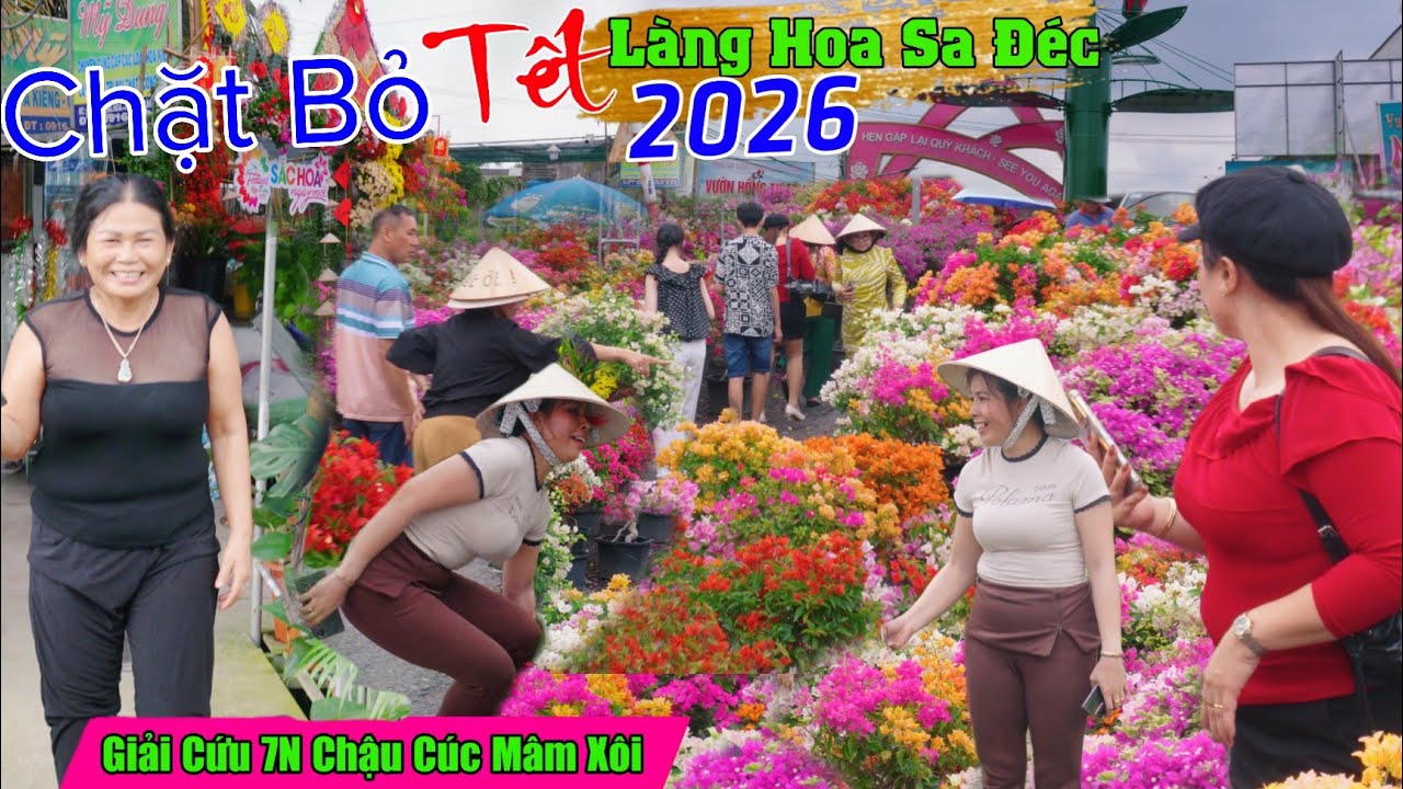 Giải cứu hơn 7N chậu cúc mâm xôi dân đòi chặt bỏ Làng hoa sa đéc tết 2026 