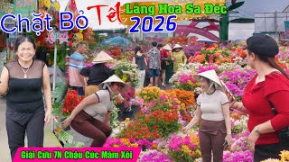 Giải cứu hơn 7N chậu cúc mâm xôi dân đòi chặt bỏ Làng hoa sa đéc tết 2026 