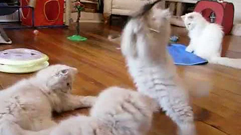 Video 519721: playful himalayan persian kittens, gardens cattery
